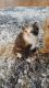 Domestic Shorthaired Cat Cats for sale in 5780 N Star Rd, Ferndale, WA 98248, USA. price: NA