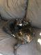 Domestic Shorthaired Cat Cats for sale in Little Rock, AR, USA. price: NA