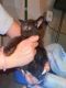 Domestic Shorthaired Cat Cats for sale in Finleyville, PA 15332, USA. price: $25