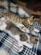 Domestic Shorthaired Cat Cats for sale in Kent, WA, USA. price: $150