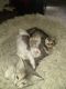 Domestic Shorthaired Cat Cats for sale in Lawrence, MA, USA. price: $150