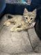 Domestic Shorthaired Cat Cats for sale in Riverside, CA, USA. price: NA
