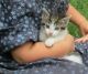 Domestic Shorthaired Cat Cats for sale in Jones, MI 49061, USA. price: NA