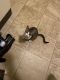 Domestic Shorthaired Cat Cats for sale in 9543 Mifflin Loop, Fort Drum, NY 13603, USA. price: NA