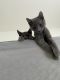 Domestic Shorthaired Cat Cats for sale in Laurel, MD, USA. price: NA