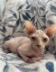 Don Sphynx Cats for sale in Los Angeles, CA, USA. price: $2,000