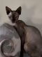 Don Sphynx Cats for sale in Bakersfield, CA, USA. price: NA