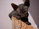 Don Sphynx Cats for sale in Los Angeles, CA, USA. price: $1,200