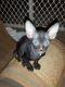 Don Sphynx Cats for sale in Los Angeles, CA, USA. price: $1,100