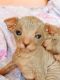 Don Sphynx Cats for sale in Brooklyn, NY, USA. price: NA