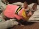 Don Sphynx Cats for sale in Frederick, MD, USA. price: NA