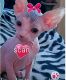 Don Sphynx Cats for sale in Winchester, CA, USA. price: NA