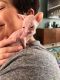 Don Sphynx Cats for sale in Wappingers Falls, NY 12590, USA. price: $1,700
