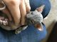 Don Sphynx Cats for sale in McHenry, IL, USA. price: $1,600