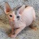 Don Sphynx Cats for sale in Crestline, CA, USA. price: NA