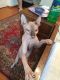 Don Sphynx Cats for sale in Crestline, CA, USA. price: $700