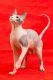 Don Sphynx Cats for sale in Crestline, CA, USA. price: $1,800