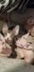 Don Sphynx Cats for sale in New York, NY, USA. price: $1