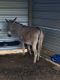Donkey Animals for sale in Gray, GA 31032, USA. price: $500