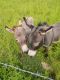 Donkey Animals for sale in Congress, OH 44287, USA. price: $950