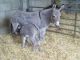 Donkey Horses for sale in Laurel, MD, USA. price: NA
