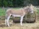 Donkey Horses for sale in St Paul, MN 55105, USA. price: NA
