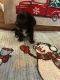 Dorkie Puppies for sale in San Antonio, TX, USA. price: $500