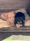 Dorkie Puppies for sale in Grand Saline, TX 75140, USA. price: $650