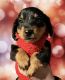 Dorkie Puppies for sale in Stroudsburg, PA 18360, USA. price: $450