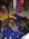 Dorkie Puppies for sale in Modesto, CA 95351, USA. price: NA
