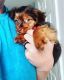 Dorkie Puppies for sale in Bordentown, NJ 08505, USA. price: NA