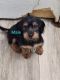 Dorkie Puppies for sale in Chillicothe, OH 45601, USA. price: $275