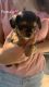 Dorkie Puppies for sale in Lonoke County, AR, USA. price: NA
