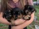 Dorkie Puppies for sale in Blackfoot, ID 83221, USA. price: $300
