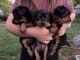 Dorkie Puppies