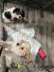 Dorkie Puppies for sale in Mesquite, Texas. price: $250