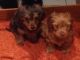 Dorkie Puppies for sale in Hoffman Estates, IL, USA. price: $850