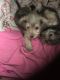 Dorkie Puppies for sale in Gilbert, AZ, USA. price: NA