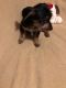Dorkie Puppies for sale in Candor, NC, USA. price: $250