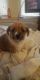 Dorkie Puppies for sale in Stone Mountain, GA, USA. price: NA