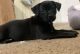Dorkie Puppies for sale in Union Park, FL 32817, USA. price: $600