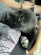 Dorkie Puppies for sale in St. Augustine, FL, USA. price: $500