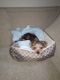 Dorkie Puppies for sale in Liberty, MO, USA. price: NA