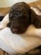 Double Doodle Puppies for sale in Beaver, PA, USA. price: NA