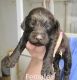 Double Doodle Puppies for sale in Van Etten, NY 14889, USA. price: NA