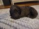 Double Doodle Puppies for sale in Queen Creek, AZ 85142, USA. price: NA