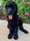 Double Doodle Puppies for sale in Toccoa, GA, USA. price: $1,500