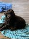 Double Doodle Puppies for sale in Beaver, PA, USA. price: $1