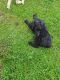 Double Doodle Puppies for sale in Van Etten, NY 14889, USA. price: $800