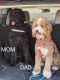 Double Doodle Puppies for sale in Magna, UT, USA. price: $1,200